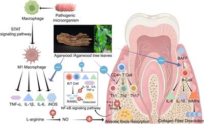 Pharmacology and therapeutic potential of agarwood and agarwood tree leaves in periodontitis